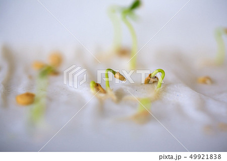 Seeds sprouted sprouting without land agriculture 49921838