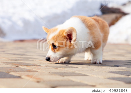 Puppy of funny red welsh corgi pembroke walk Puppy of funny red welsh corgi pembroke walk 49921843