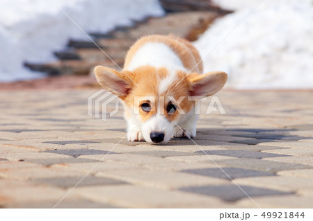 Puppy of funny red welsh corgi pembroke walk Puppy of funny red welsh corgi pembroke walk 49921844