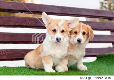 Cute red welsh corgi pembroke puppies on the Cute red welsh corgi pembroke puppies on the 49921846