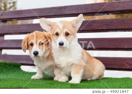 Cute red welsh corgi pembroke puppies on the Cute red welsh corgi pembroke puppies on the 49921847