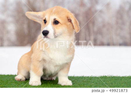 Cute red welsh corgi pembroke puppy on the grass, 49921873