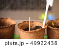 Macro seedlings growing in peat pots blur  49922438