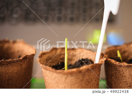 Macro seedlings growing in peat pots blur Macro seedlings growing in peat pots blur 49922438