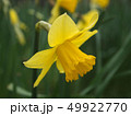 水仙の花 49922770