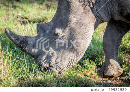 Close up of a White rhino grazing. 49922929