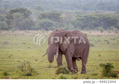 Big male Elephant walking in the grass. Big male Elephant walking in the grass. 49922944