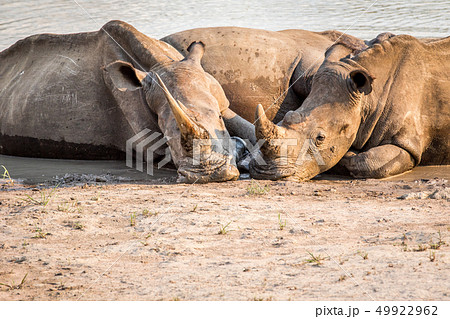 Group of White rhinos laying in the water. Group of White rhinos laying in the water. 49922962