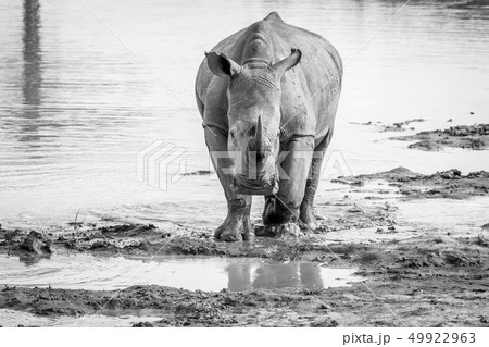 White rhino standing in the water. 49922963