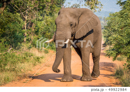 Big Elephant bull walking towards the camera. 49922984