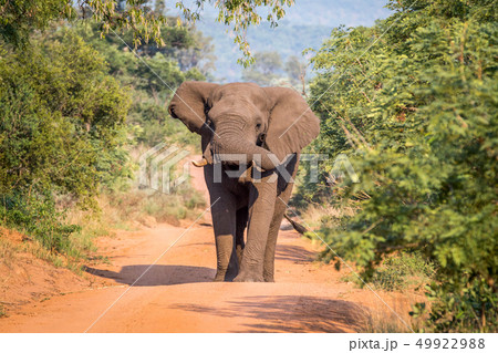 Big Elephant bull walking towards the camera. Big Elephant bull walking towards the camera. 49922988