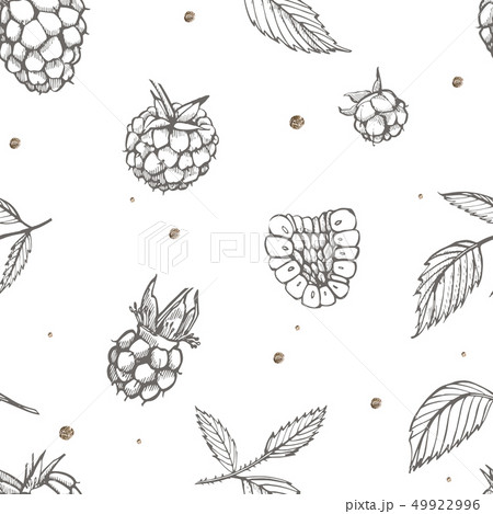 Hand drawn raspberry. Retro sketch style illustration. Perfect for invitation, wedding or greeting 49922996