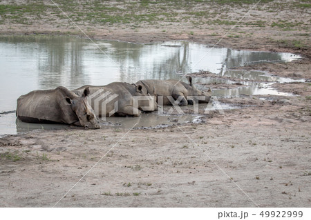 Group of White rhinos laying by the water. Group of White rhinos laying by the water. 49922999