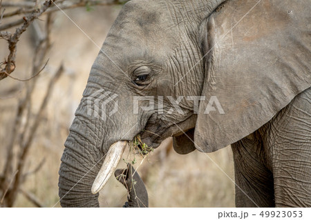 Side profile of an African elephant. 49923053