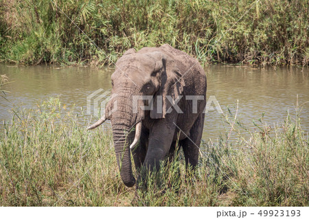 Elephant eating grass next to a river. Elephant eating grass next to a river. 49923193