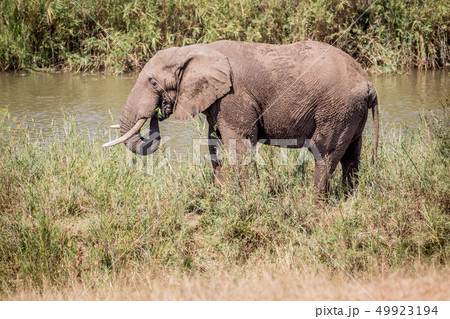 Elephant eating grass next to a river. 49923194
