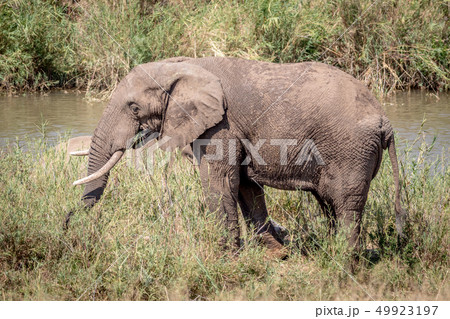 Elephant eating grass next to a river. Elephant eating grass next to a river. 49923197