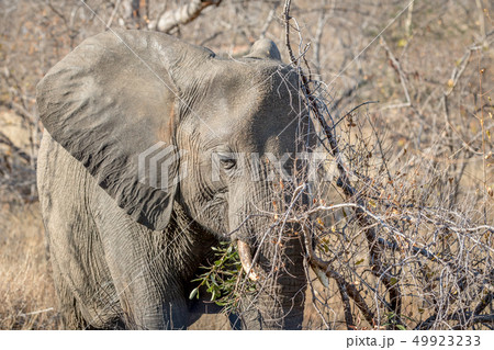 Close up of an Elephant head in the bushes. 49923233