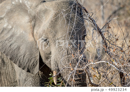 Close up of an Elephant head in the bushes. 49923234