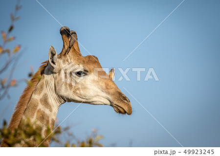Male Giraffe with Red-billed oxpeckers. Male Giraffe with Red-billed oxpeckers. 49923245
