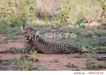 Young Cheetah cub laying in the sand. Young Cheetah cub laying in the sand. 49923518