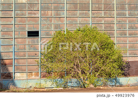 Industrial warehouse with single tree Industrial warehouse with single tree 49923976