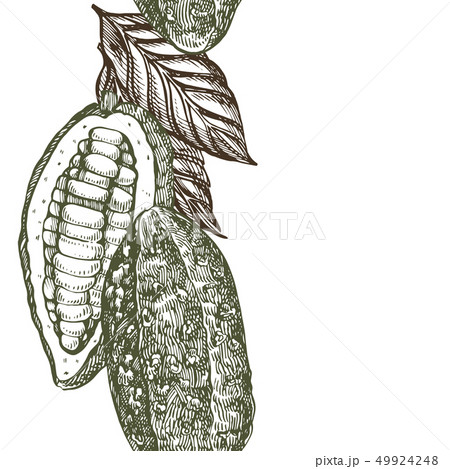 Chocolate Cocoa beans illustration. Engraved style illustration. Sketched hand drawn cacao beans Chocolate Cocoa beans illustration. Engraved style illustration. Sketched hand drawn cacao beans 49924248