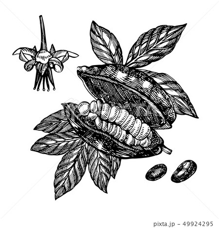 Chocolate Cocoa Beans Illustration Engraved のイラスト素材