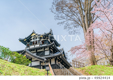 日本の春 新潟県上越市 高田城三重櫓と桜 49924414