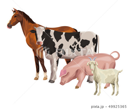 horse cow pig and goat horse cow pig and goat 49925365