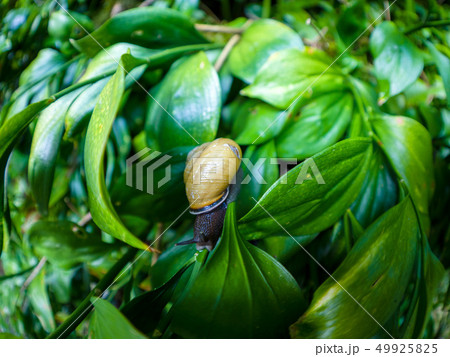 A snail creeps on green leaves Ruscus colchicus A snail creeps on green leaves Ruscus colchicus 49925825