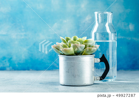 Succulent in pot 49927287