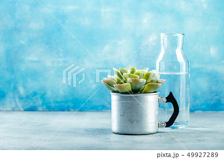 Succulent in pot Succulent in pot 49927289