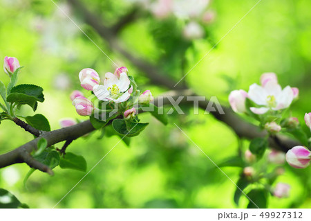 apple tree 49927312