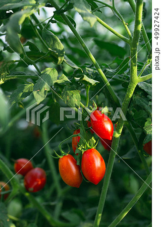 tomatoes 49927424