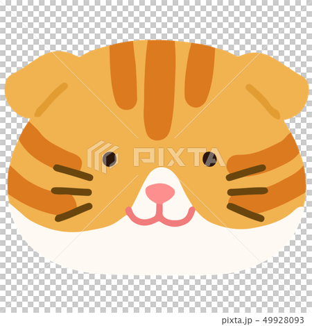 スコティッシュフォールドの手描きのイラスト　アウトラインなし 49928093