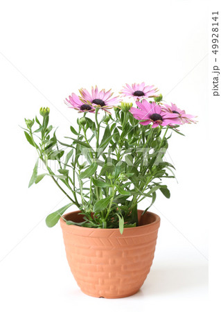 オステオスペルマム 49928141