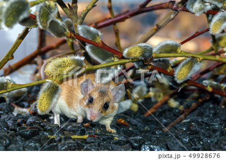 .cute mouse among the branches of flowering 49928676