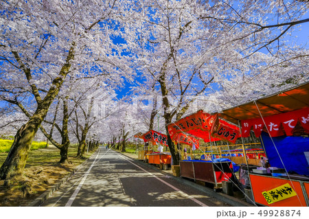 赤城南面千本桜 赤城南面千本桜 49928874