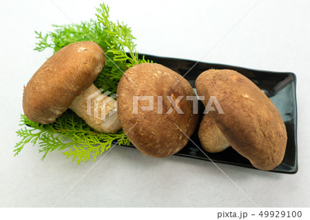 肉厚しいたけ 49929100