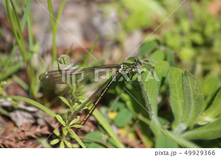 アサヒナカワトンボ 49929366