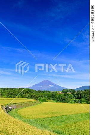 富士山を望む水田のイメージ 49929390