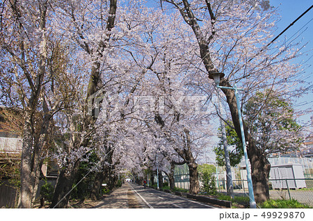 多摩湖自転車道路の桜並木　花小金井駅付近 49929870