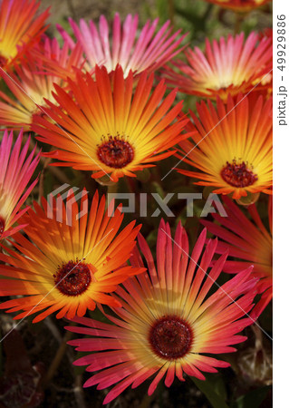 リビングストンデージー 49929886