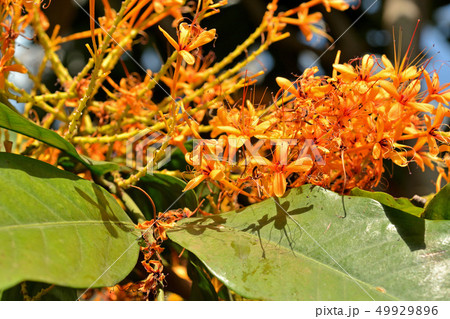 樹木:ムユウジュ マメ科 樹木:ムユウジュ マメ科 49929896