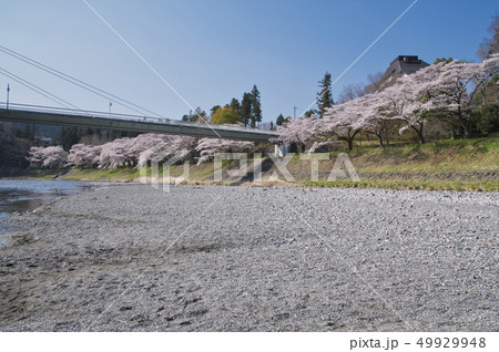 釜の淵公園の桜 鮎美橋と河原 釜の淵公園の桜 鮎美橋と河原 49929948