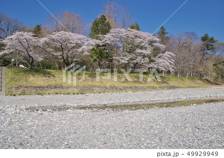 釜の淵公園の桜 釜の淵公園の桜 49929949