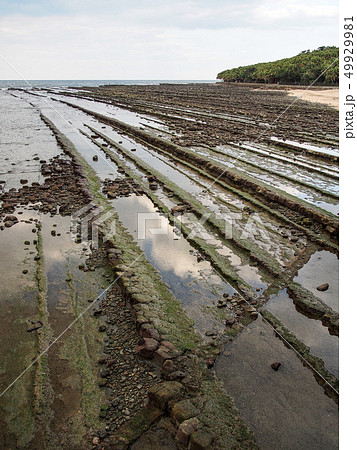 青島 青島 49929981