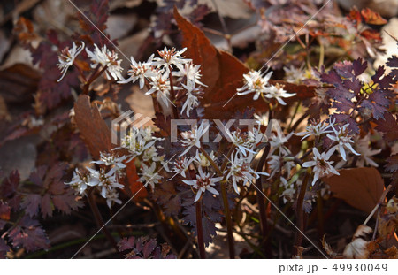 植物：コセリバオウレン　キンポウゲ科 49930049