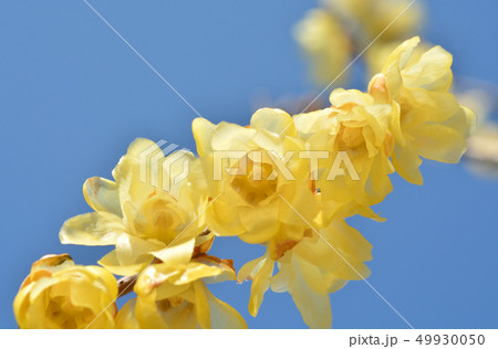 樹木：ソシンロウバイ　ロウバイ科 49930050